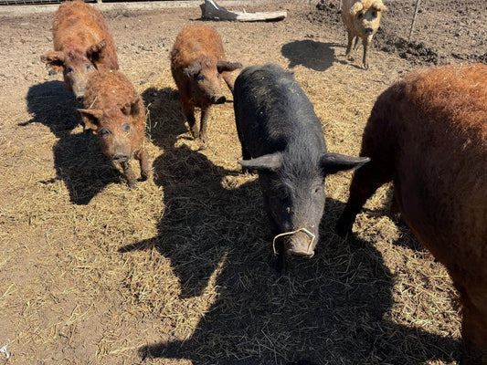 From Wagyu to Wild Flavor: Our Journey to Unrivaled Pork - PursuitFarms