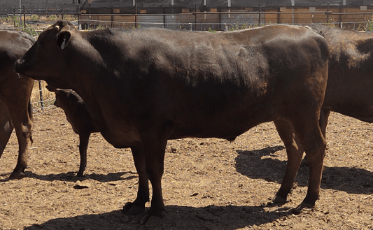 Introducing Pursuit Farms Tajima Wagyu - PursuitFarms