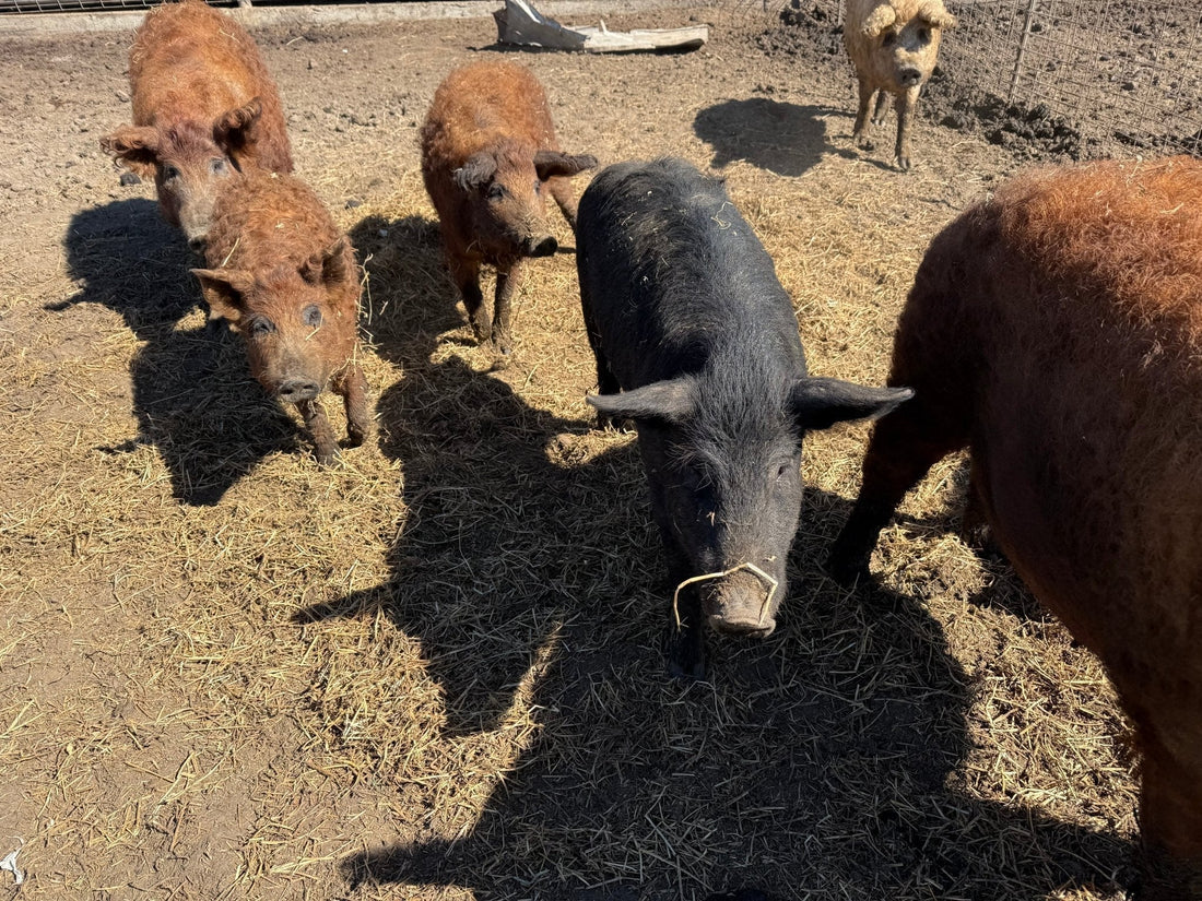 From Wagyu to Wild Flavor: Our Journey to Unrivaled Pork - PursuitFarms