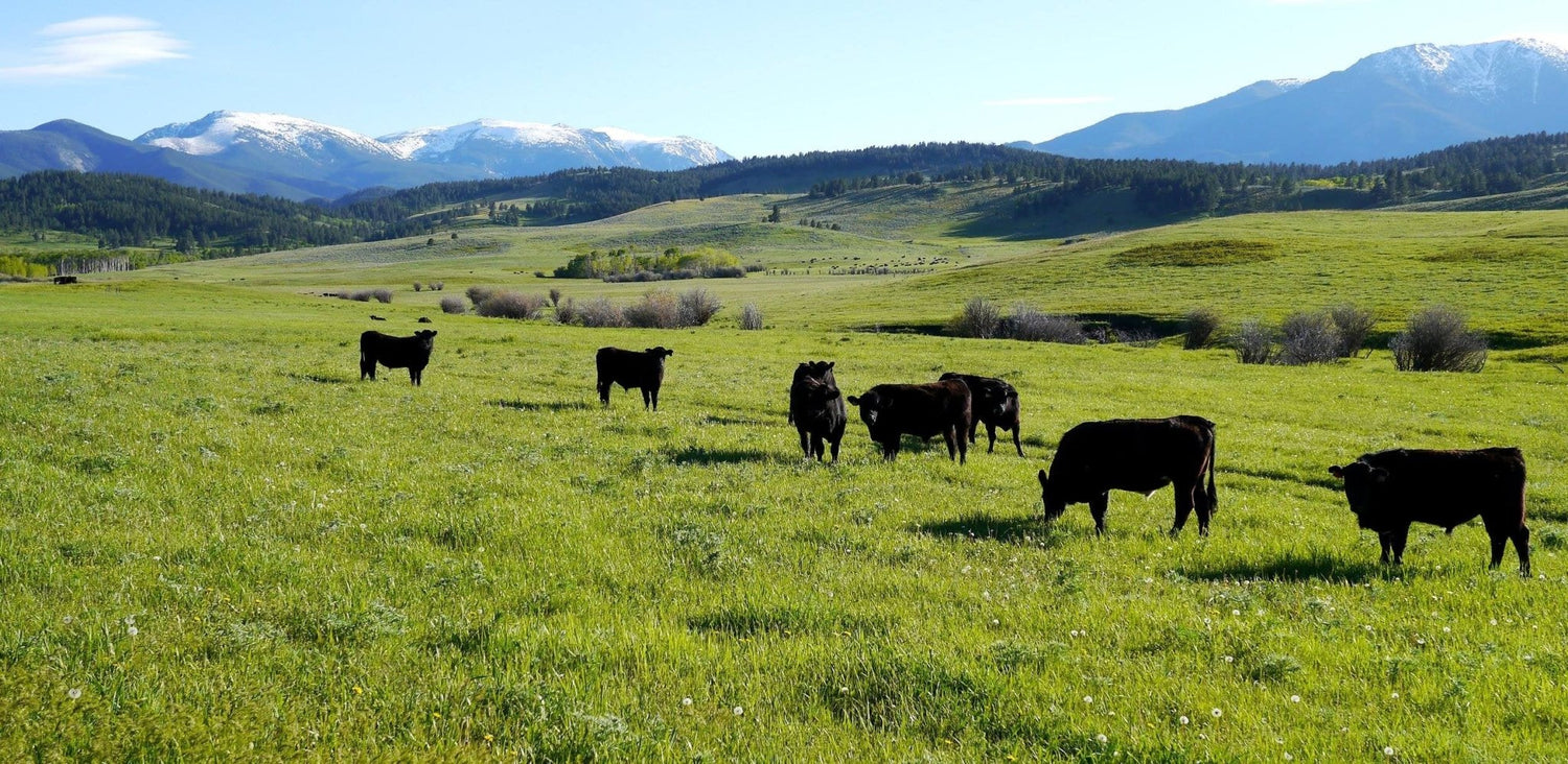 NEW: Premium Grassfed Beef PRIMAL (RIBEYE) - 12-15# - PursuitFarms